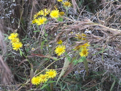 Inula japonica