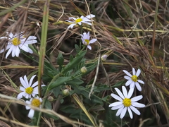 Aster lautureanus