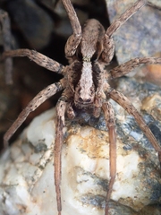 Alopecosa laciniosa