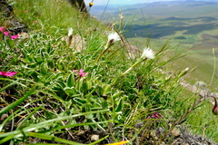 Helichrysum marginatum