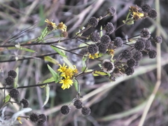 Inula linariifolia