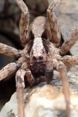 Alopecosa laciniosa