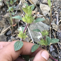 Acanthomintha lanceolata