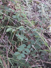 Indigofera kirilowii