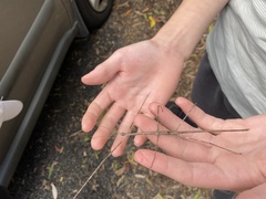 Ctenomorpha marginipennis