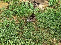 Archaeoprepona chromus