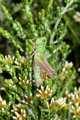 Praxibulus tectatus