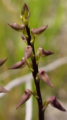 Genoplesium simulans