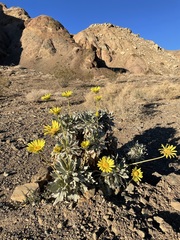Enceliopsis covillei
