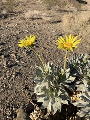 Enceliopsis covillei