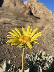 Enceliopsis covillei