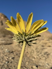 Enceliopsis covillei