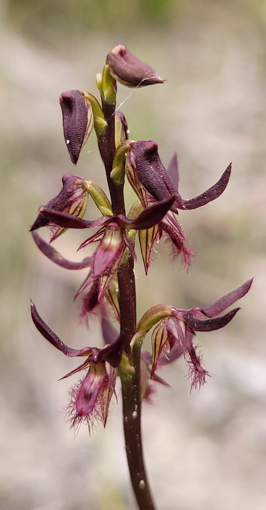 Genoplesium simulans