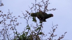 Amazona autumnalis autumnalis