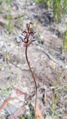 Genoplesium simulans