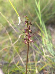 Genoplesium simulans