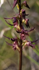 Genoplesium simulans