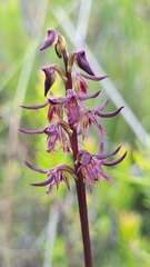 Genoplesium simulans