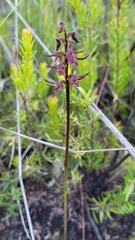 Genoplesium simulans