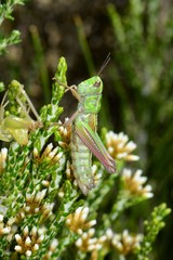 Praxibulus tectatus