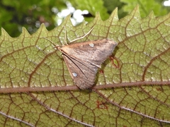 Mnesictena marmarina