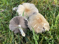 Candolleomyces candolleanus
