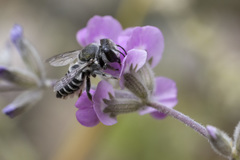 Megachile obtusa