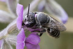 Megachile obtusa