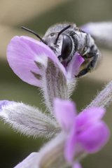 Megachile obtusa