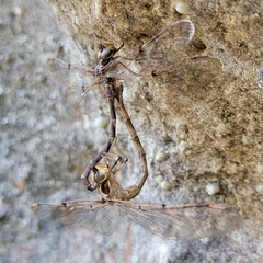 Telephlebia godeffroyi