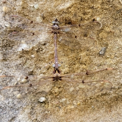 Telephlebia godeffroyi