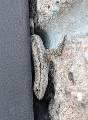 Sceloporus occidentalis