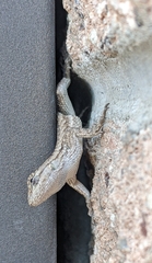Sceloporus occidentalis