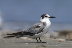 Black Tern photo 4