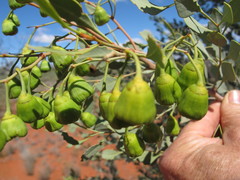 Codonocarpus cotinifolius