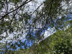 Ctenomorpha marginipennis