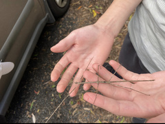 Ctenomorpha marginipennis