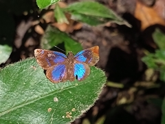 Paches loxus gloriosus