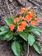 Crossandra mucronata