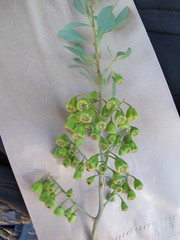 Codonocarpus cotinifolius