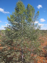 Codonocarpus cotinifolius