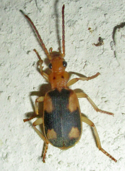 Brachininae