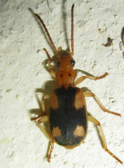 Brachininae