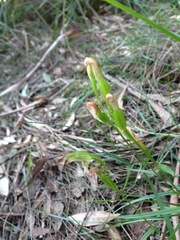Pterostylis longifolia