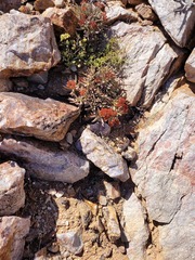 Crassula macowaniana