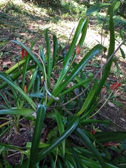 Aechmea tillandsioides