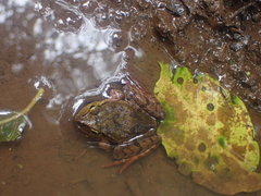 Platyplectrum fletcheri