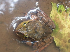 Platyplectrum fletcheri