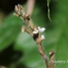 Zeuxine parvifolia - Photo (c) Lijin Huang (紫楝), osa oikeuksista pidätetään (CC BY-NC), lähettänyt Lijin Huang (紫楝)