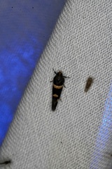 Macrobathra alternatella